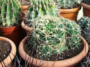 Cactus Conseils D Entretien