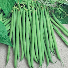 Haricot 'Talisman'