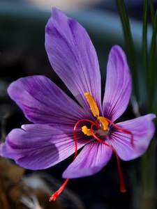 Crocus sativus - fleur