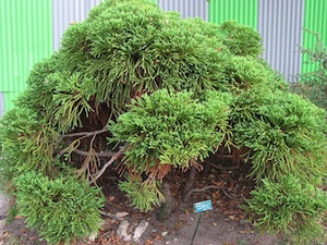 Cryptomeria japonica 'Globosa Nana'