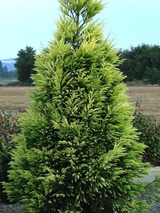 Cryptomeria japonica 'Sekkan Sugi'