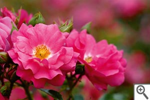 Rose Emera 