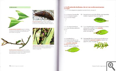 Mais qu'est-ce qu'elle a ma plante ? (et comment la soigner ?)