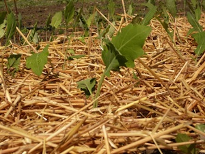 Paillage de jeunes plants de chou rave
