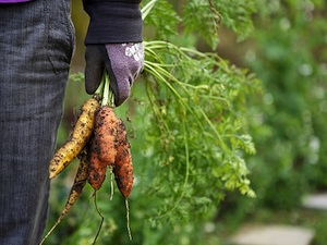Récolte des dernières carottes