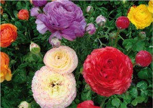 Renoncules des fleuristes