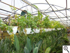 Vigne en suspension