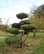 Invitation Arbres de Marcille, pepiniere-parc d'arbres d'exception