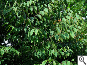 Acer carpinifolium