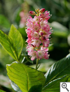 Clethra alnifolia