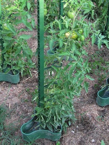 Eco-tuteur à tomate Pouss'Vert
