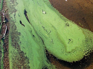 Eutrophisation - Prolifération d'algues vertes