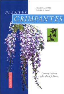 plantes grimpantes lateral