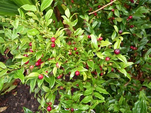Sarcococca confusa