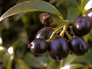 Sarcococca hookeriana - Baies