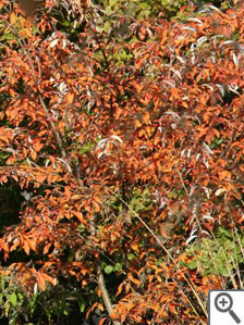 Sorbus folgneri