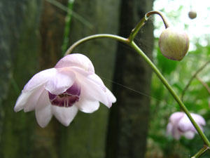 Anemonopsis macrophylla