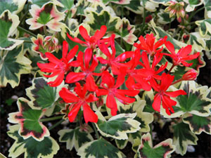 Pelargonium Bob Newing