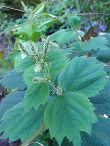 Boehmeria platanifolia