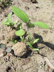Germination des bombes à graines