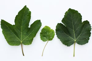 Feuilles du figuier Dauphine