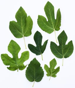 Feuilles du figuier Madeleine des 2 saisons