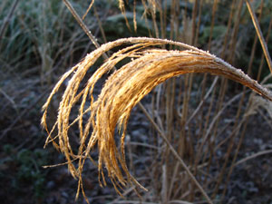 Miscanthus nepalensis