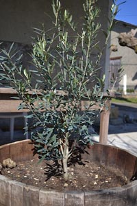 planter un olivier en pot