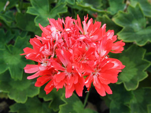 Pelargonium Planet Coco