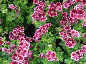 Pelargonium Planet Loïc