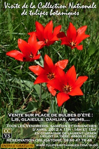Visite de la Collection Nationale de Tulipes Botaniques