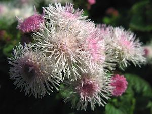 Ageratum houstonianum