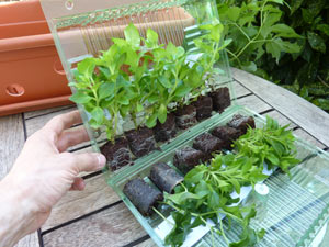 Jeunes plants prêts à planter