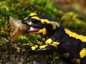 Salamandre
