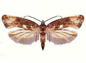 Acrolepiopsis assectella - Adulte, ailes déployées