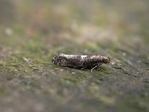 Acrolepiopsis assectella - Papillon adulte