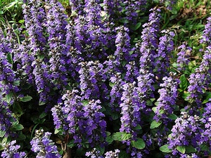 Ajuga reptans ou bugle rampant - couvre-sol à fleurs bleues