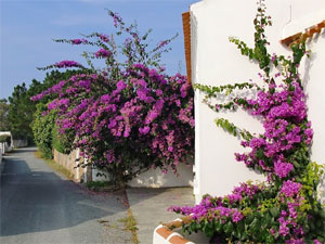 B. ‘Violet de Mèze’ à l’ile d’Yeu