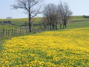 Les pissenlits en fleurs qui recouvrent ce pré sont un bel hommage au printemps qui arrive.