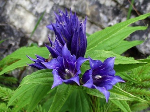 Bouteille de gentiane 315 graines Groco Gall Fleur Violet Blue vivace 
