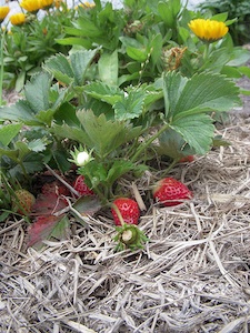 Paillage au pied des fraisiers