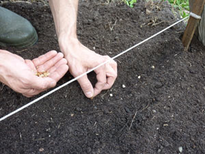 comment planter graine de coriandre