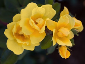Sunny Knock Out ('Radsunny')