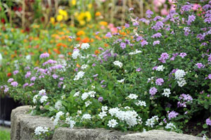 Massif de lantana
