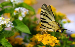 Papillon butinant une fleur de lantana