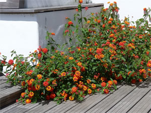 Lantana arbustif