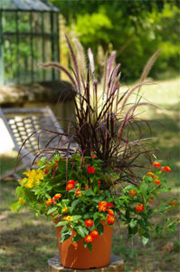 Potée fleurie de lantana