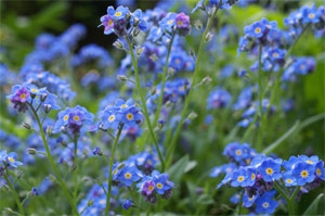 Myosotis