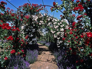 Obélisque ou arche de jardin en bois robuste pour roses grimpantes