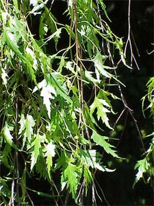 Betula pendula var. Laciniata